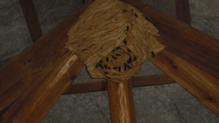 Nest